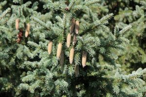 Rośliny taiga Rośliny taiga